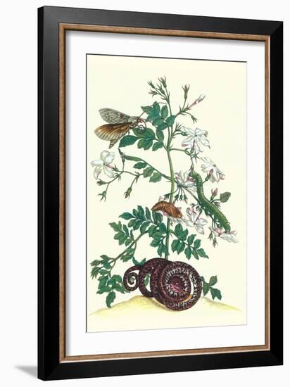 Royal Jasmine with an Amazon Tree Boa and an Ello Sphinx Moth-Maria Sibylla Merian-Framed Art Print