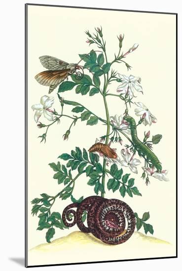 Royal Jasmine with an Amazon Tree Boa and an Ello Sphinx Moth-Maria Sibylla Merian-Mounted Art Print