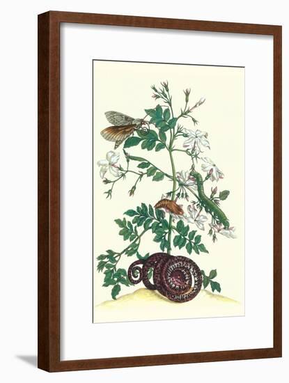 Royal Jasmine with an Amazon Tree Boa and an Ello Sphinx Moth-Maria Sibylla Merian-Framed Art Print