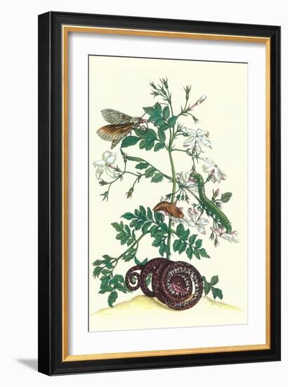 Royal Jasmine with an Amazon Tree Boa and an Ello Sphinx Moth-Maria Sibylla Merian-Framed Art Print