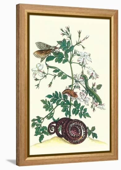 Royal Jasmine with an Amazon Tree Boa and an Ello Sphinx Moth-Maria Sibylla Merian-Framed Stretched Canvas