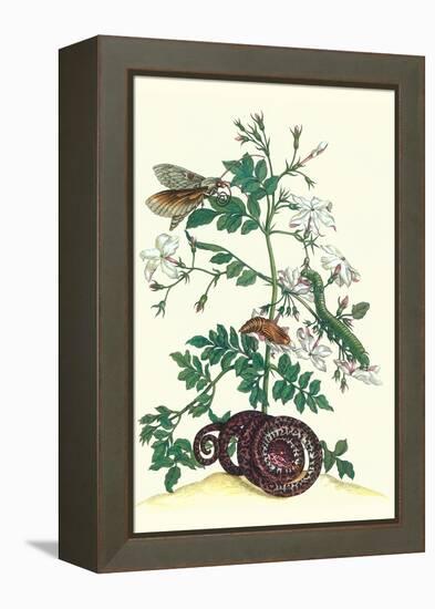 Royal Jasmine with an Amazon Tree Boa and an Ello Sphinx Moth-Maria Sibylla Merian-Framed Stretched Canvas