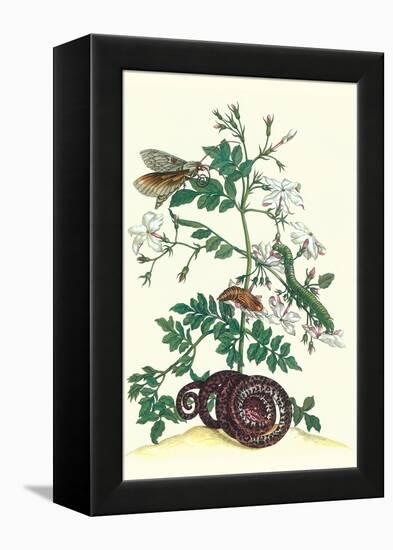 Royal Jasmine with an Amazon Tree Boa and an Ello Sphinx Moth-Maria Sibylla Merian-Framed Stretched Canvas