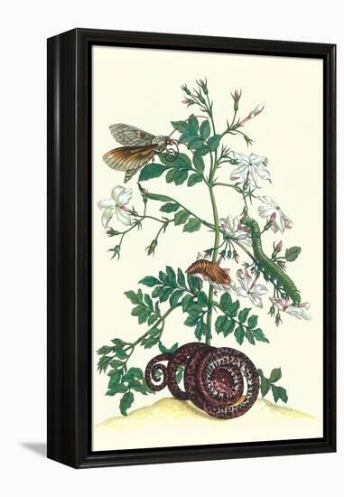 Royal Jasmine with an Amazon Tree Boa and an Ello Sphinx Moth-Maria Sibylla Merian-Framed Stretched Canvas