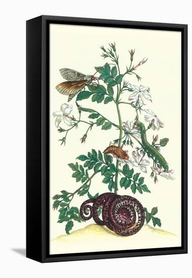 Royal Jasmine with an Amazon Tree Boa and an Ello Sphinx Moth-Maria Sibylla Merian-Framed Stretched Canvas