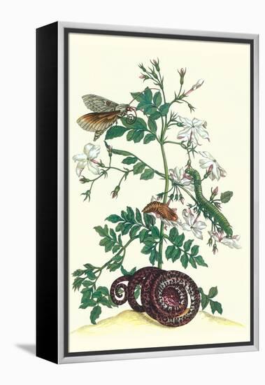 Royal Jasmine with an Amazon Tree Boa and an Ello Sphinx Moth-Maria Sibylla Merian-Framed Stretched Canvas