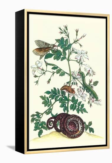 Royal Jasmine with an Amazon Tree Boa and an Ello Sphinx Moth-Maria Sibylla Merian-Framed Stretched Canvas