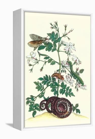 Royal Jasmine with an Amazon Tree Boa and an Ello Sphinx Moth-Maria Sibylla Merian-Framed Stretched Canvas