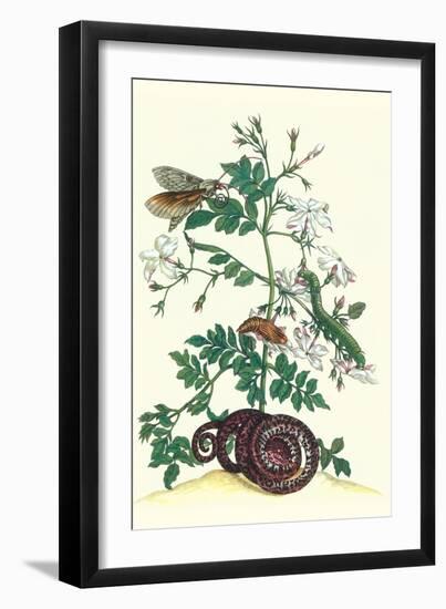 Royal Jasmine with an Amazon Tree Boa and an Ello Sphinx Moth-Maria Sibylla Merian-Framed Premium Giclee Print