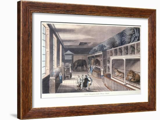 Royal Menagerie, Exeter Change, Strand, London, C1820-Thomas Rowlandson-Framed Giclee Print