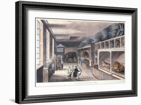 Royal Menagerie, Exeter Change, Strand, London, C1820-Thomas Rowlandson-Framed Giclee Print