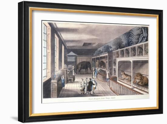 Royal Menagerie, Exeter Change, Strand, London, C1820-Thomas Rowlandson-Framed Giclee Print