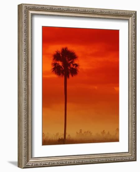 Royal Palm in Everglades-Joe McDonald-Framed Photographic Print