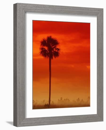 Royal Palm in Everglades-Joe McDonald-Framed Photographic Print