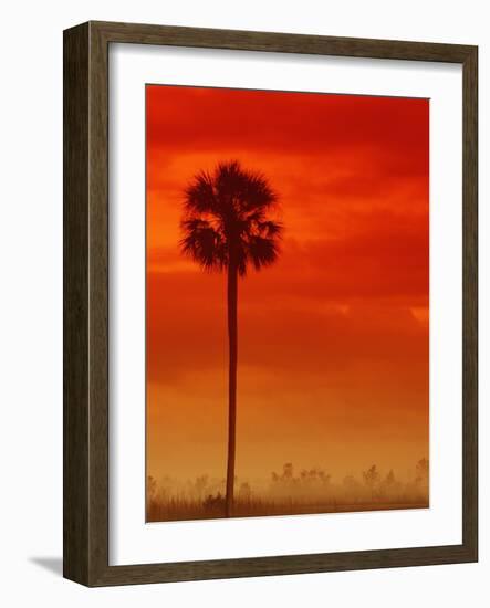 Royal Palm in Everglades-Joe McDonald-Framed Photographic Print