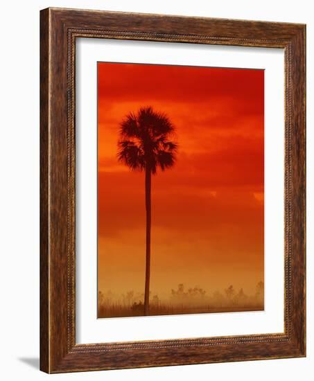 Royal Palm in Everglades-Joe McDonald-Framed Photographic Print