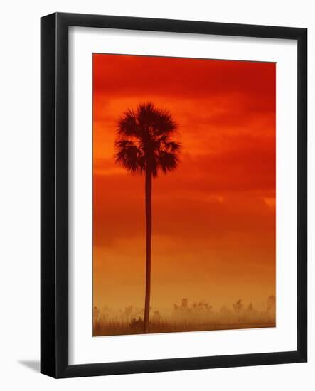Royal Palm in Everglades-Joe McDonald-Framed Photographic Print