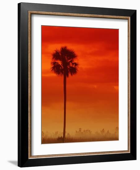 Royal Palm in Everglades-Joe McDonald-Framed Photographic Print