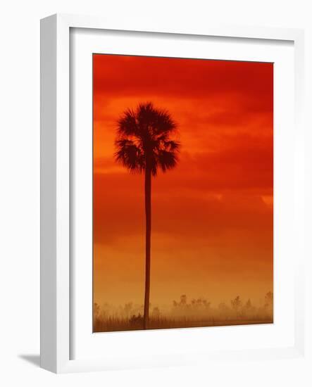 Royal Palm in Everglades-Joe McDonald-Framed Photographic Print