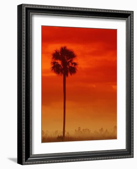 Royal Palm in Everglades-Joe McDonald-Framed Photographic Print