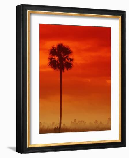 Royal Palm in Everglades-Joe McDonald-Framed Photographic Print