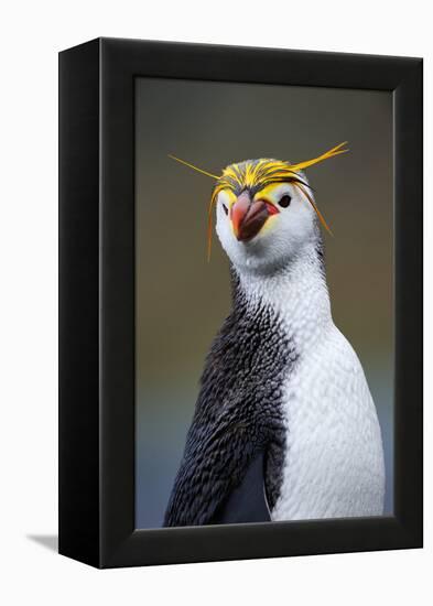 Royal Penguin-AndreAnita-Framed Premier Image Canvas