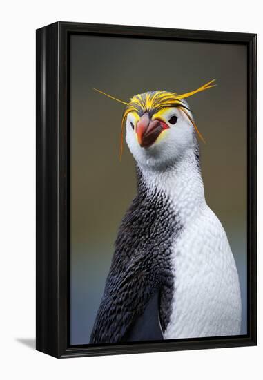 Royal Penguin-AndreAnita-Framed Premier Image Canvas