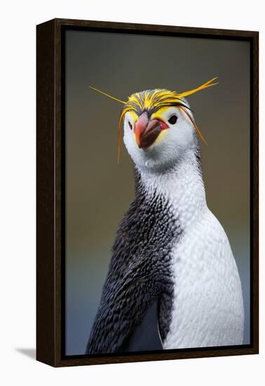 Royal Penguin-AndreAnita-Framed Premier Image Canvas