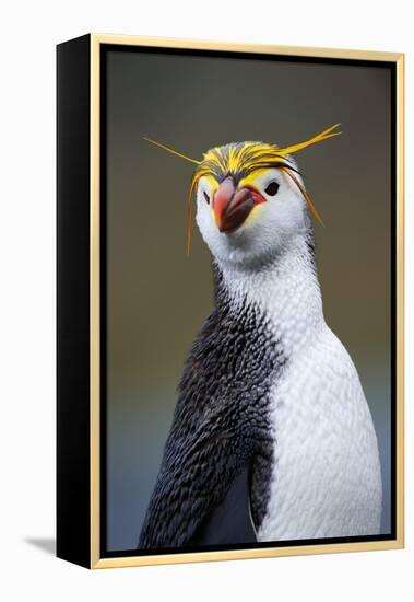 Royal Penguin-AndreAnita-Framed Premier Image Canvas