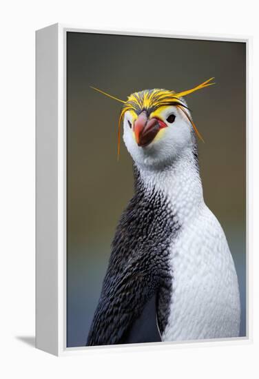 Royal Penguin-AndreAnita-Framed Premier Image Canvas