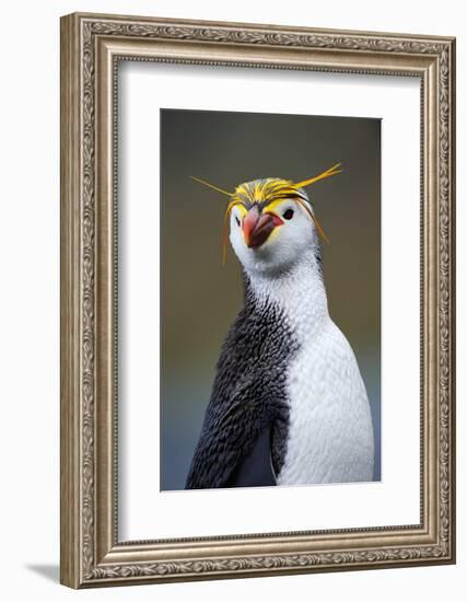 Royal Penguin-AndreAnita-Framed Photographic Print