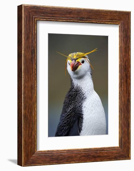 Royal Penguin-AndreAnita-Framed Photographic Print