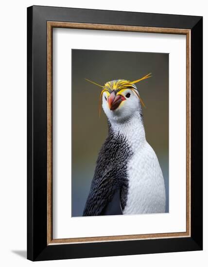 Royal Penguin-AndreAnita-Framed Photographic Print