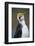 Royal Penguin-AndreAnita-Framed Photographic Print