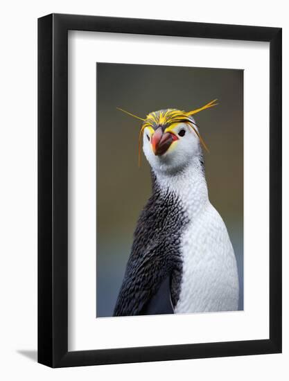 Royal Penguin-AndreAnita-Framed Photographic Print