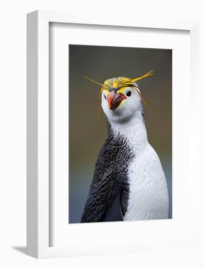 Royal Penguin-AndreAnita-Framed Photographic Print