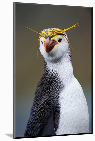 Royal Penguin-AndreAnita-Mounted Photographic Print