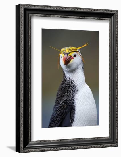 Royal Penguin-AndreAnita-Framed Photographic Print