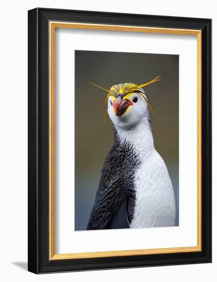 Royal Penguin-AndreAnita-Framed Photographic Print