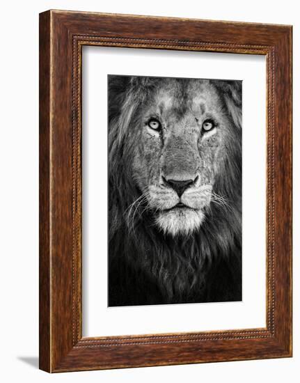 Royal Portrait-Xavier Ortega-Framed Photographic Print