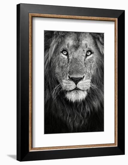 Royal Portrait-Xavier Ortega-Framed Photographic Print