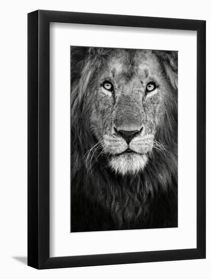 Royal Portrait-Xavier Ortega-Framed Photographic Print