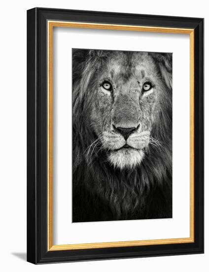 Royal Portrait-Xavier Ortega-Framed Photographic Print