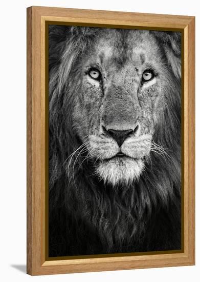 Royal Portrait-Xavier Ortega-Framed Premier Image Canvas