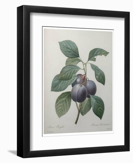 Royal Prune-Pierre-Joseph Redoute-Framed Art Print