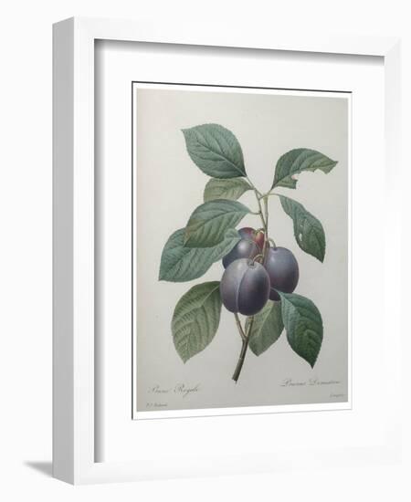 Royal Prune-Pierre-Joseph Redoute-Framed Art Print