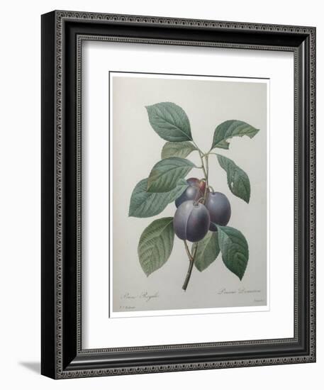 Royal Prune-Pierre-Joseph Redoute-Framed Art Print