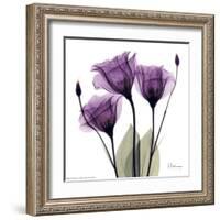 Royal Purple Gentian Trio-Albert Koetsier-Framed Art Print