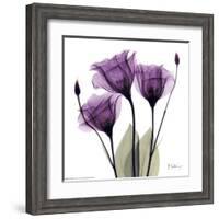 Royal Purple Gentian Trio-Albert Koetsier-Framed Art Print