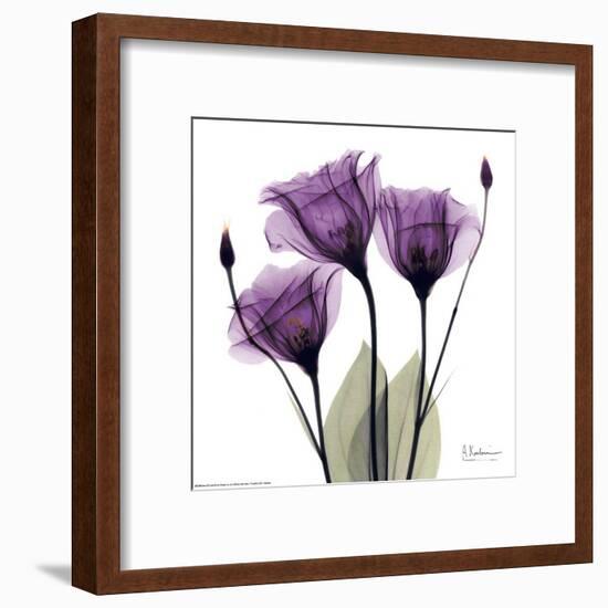 Royal Purple Gentian Trio-Albert Koetsier-Framed Art Print